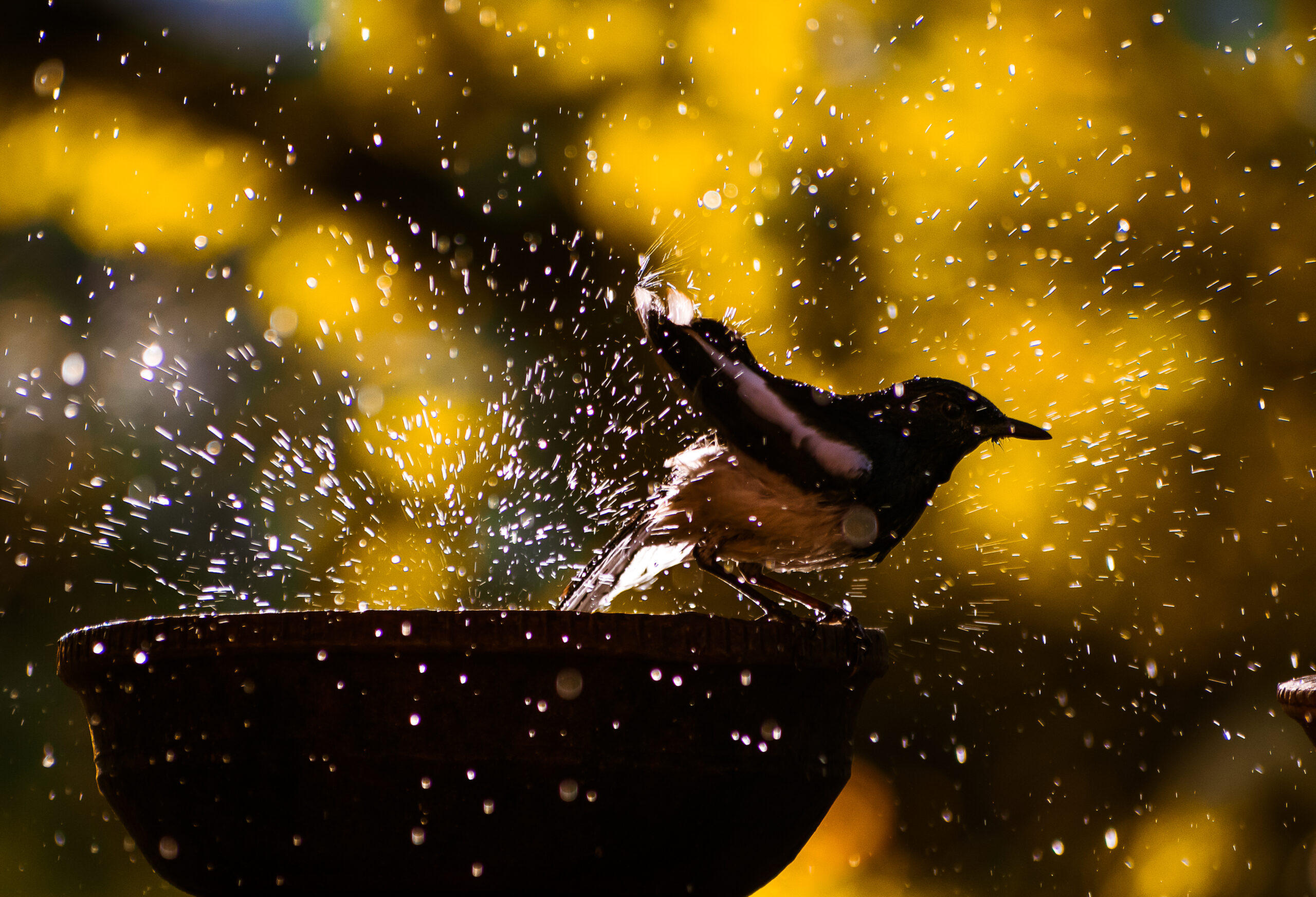 Bird watching